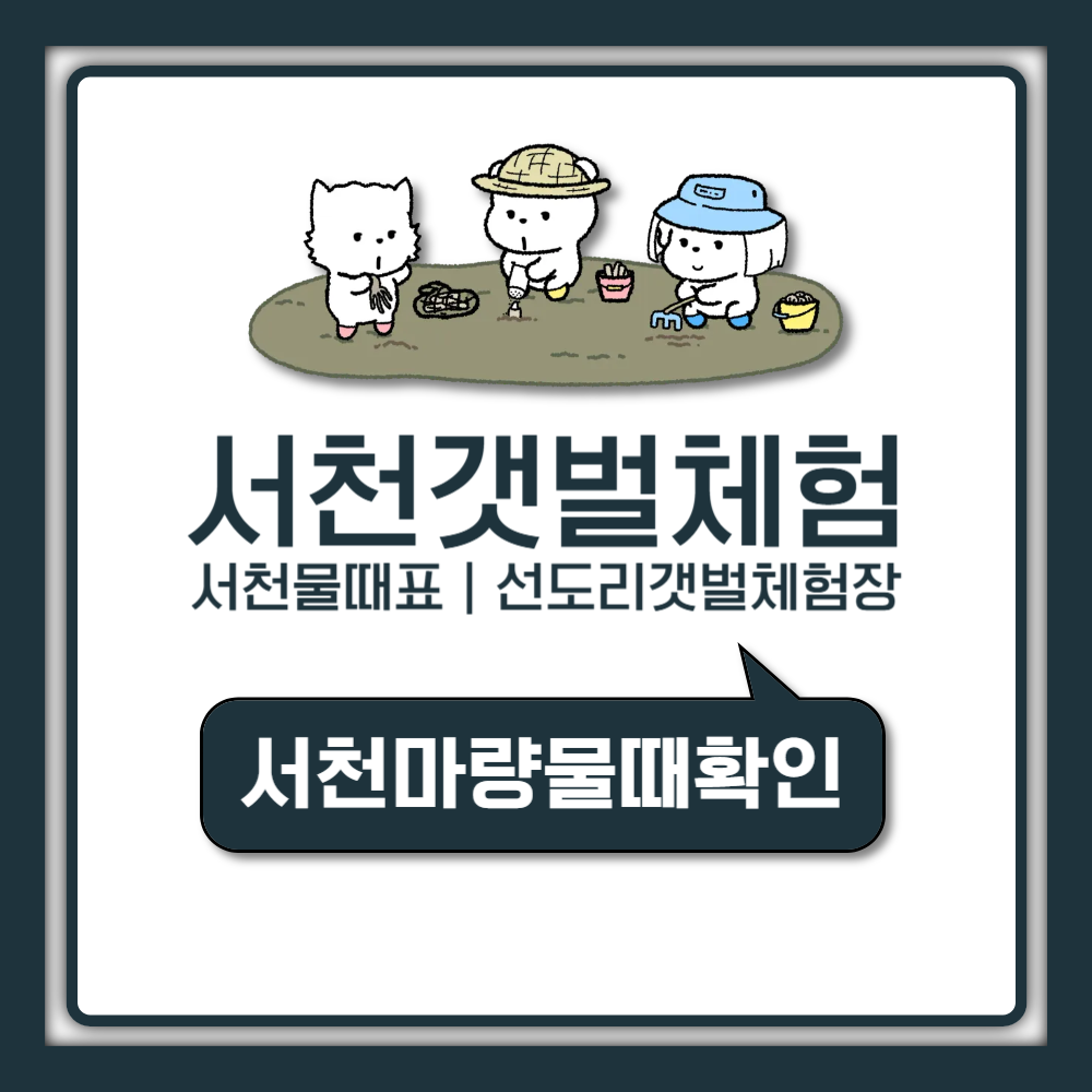 서천 선도리갯벌체험장 서해 물때표 딱 맞춰 가는 법 총정리 (마량,조개잡이,글램핑)