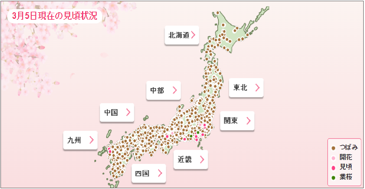 2026년 일본 벚꽃 개화시기 만개일 및 오사카 도쿄 후쿠오카까지 지역별 여행 최적기