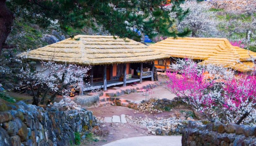 2026 광양 매화축제 기간 실시간 개화현황 및 주차 셔틀버스 가이드