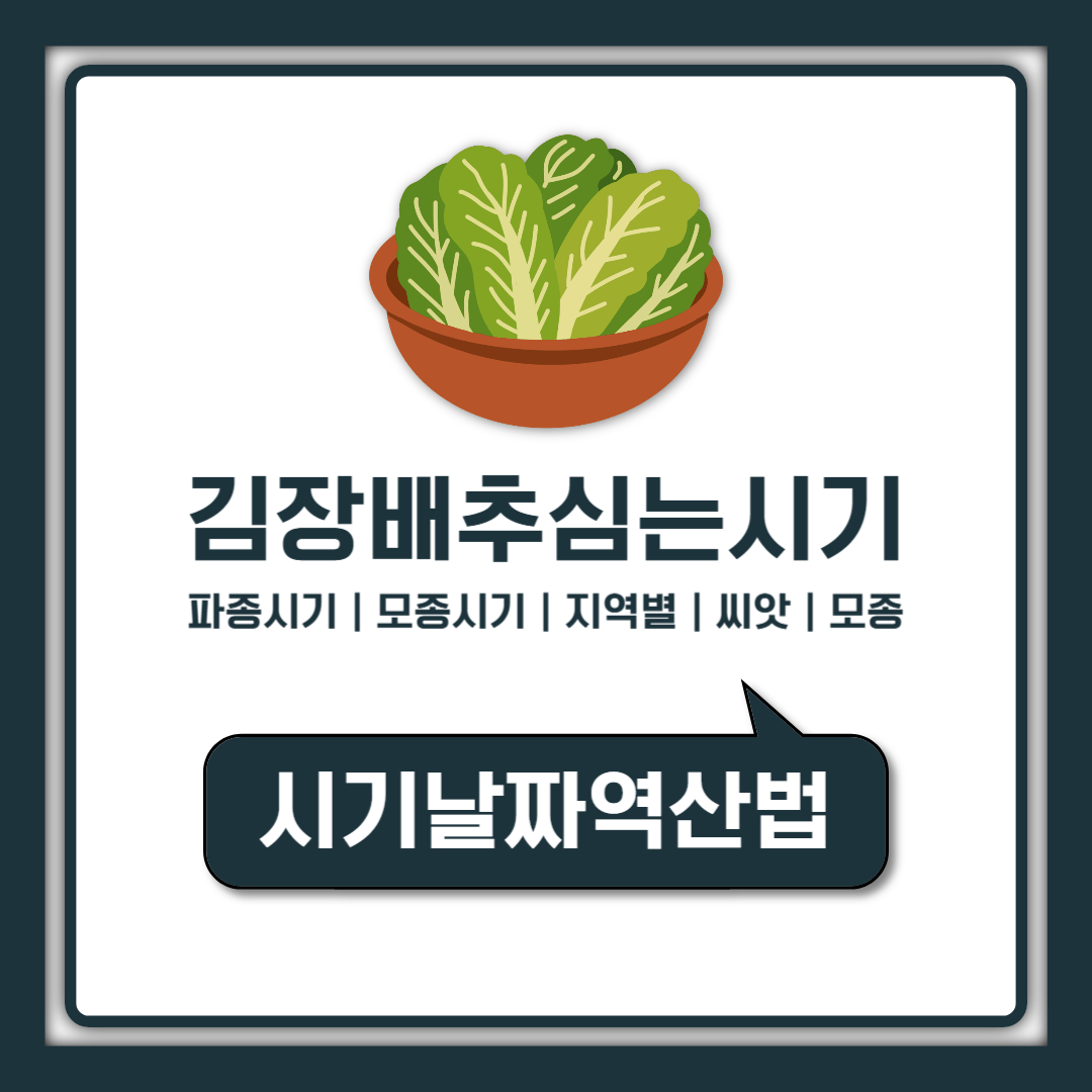 김장배추심는시기 지역별 정리, 파종시기 모종시기 늦으면 속이 덜 차는 이유