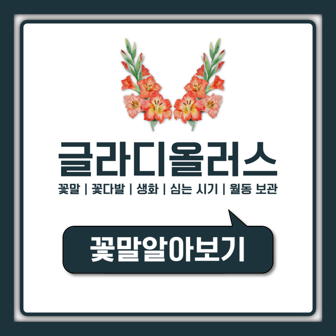 글라디올러스 꽃말이 정반대로 갈리는 이유, 생화 선물과 구근 심기 전 확인