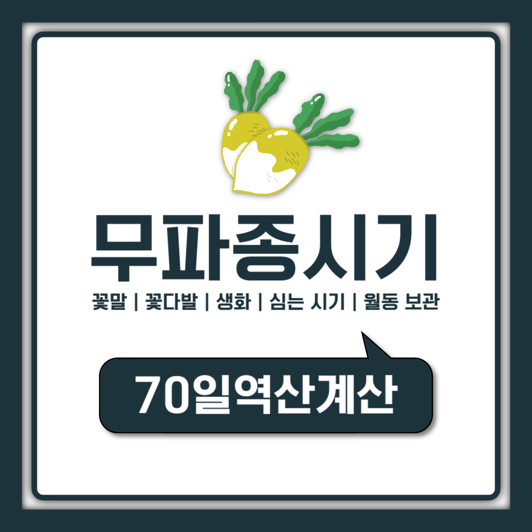 무 파종시기 언제부터? 가을무 김장무 파종시기 70일 역산법
