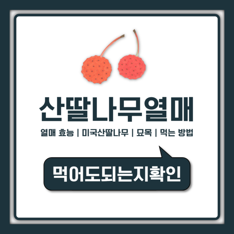 산딸나무 열매 먹어도 되는지, 효능과 미국산딸나무 구별법까지