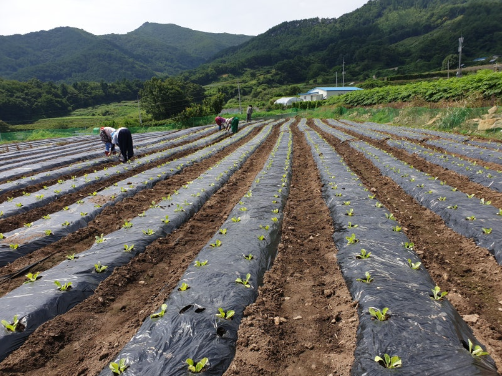 김장배추 심는 시기 결구 상태 비교